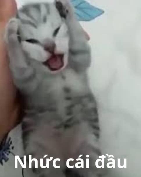 Ảnh Mèo Ôm Đầu Hài