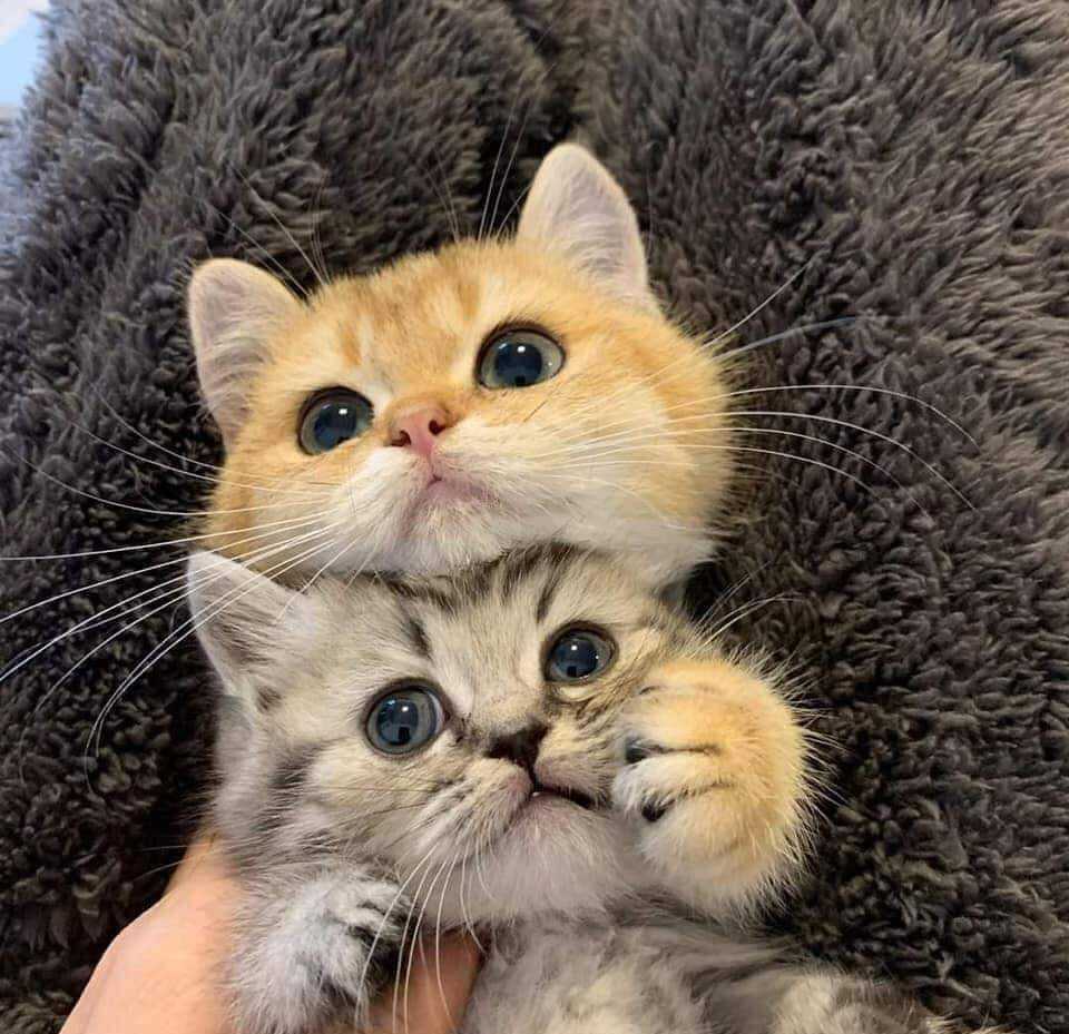 Ảnh Mèo Ôm Nhau Cute