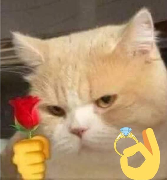 Ảnh Mèo Tặng Nhẫn Bựa