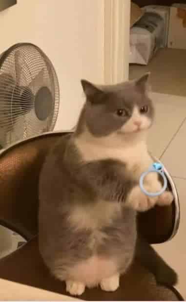 Ảnh Mèo Tặng Nhẫn Cute