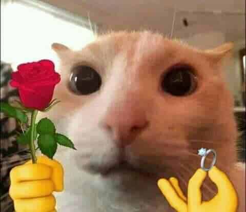Ảnh Mèo Tặng Nhẫn Và Hoa Cute