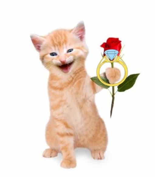 Ảnh Mèo Tặng Nhẫn Vui