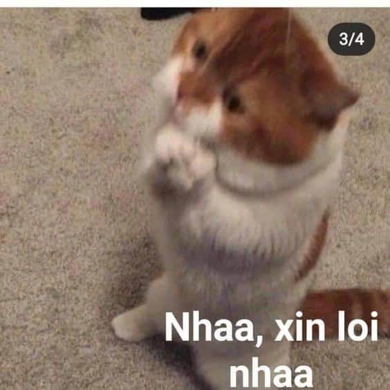 Ảnh chế Mèo Xin Lỗi Người Yêu