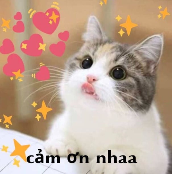Bé Mèo Cảm Ơn Dễ Thương