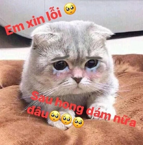 Be meo xin loi