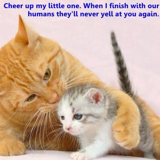 Chế Ảnh Mèo Cố Lên Cute