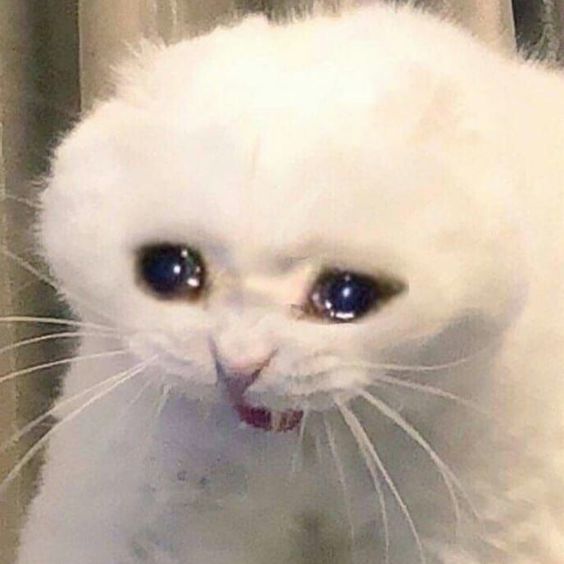Che Anh Meo Khoc Thet