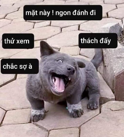 Chế Meme Chó Bựa