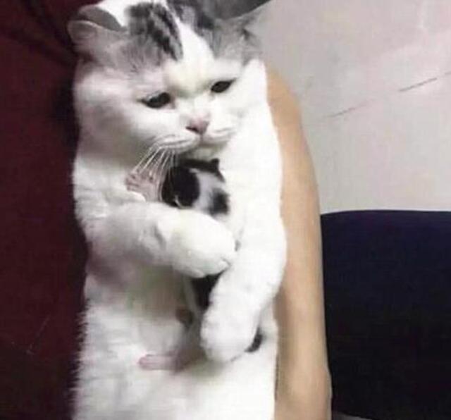 Chú Mèo Ôm An Ủi Con
