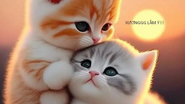 Chú Mèo Ôm An Ủi