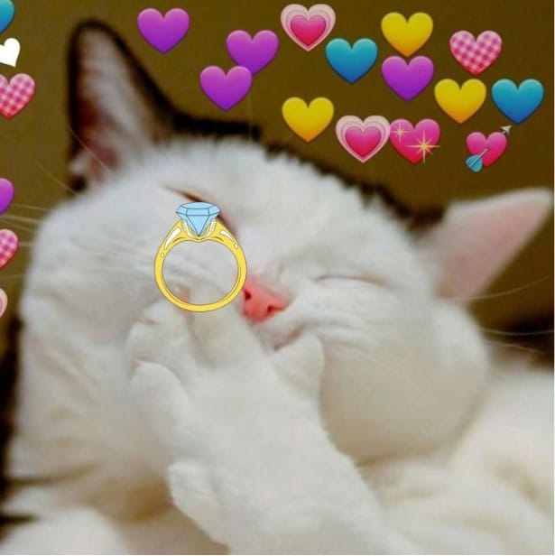 Chú Mèo Tặng Nhẫn Siêu Đáng Yêu