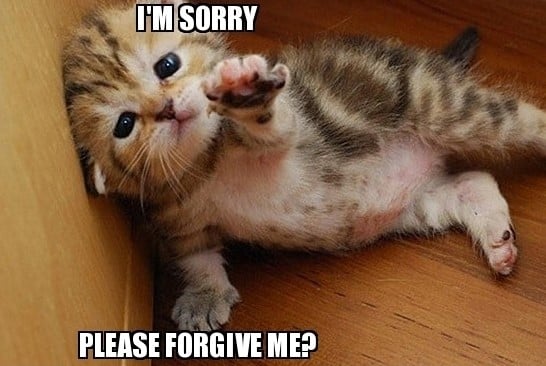 Chú mèo nhỏ xin lỗi siêu cute