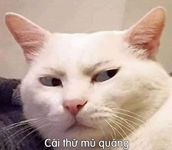 Cười đểu khinh bỉ