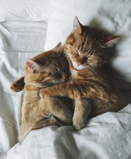 Hình Ảnh 2 Con Mèo Ôm Nhau Ngủ