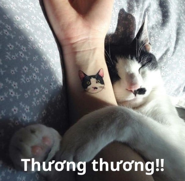 Hình Ảnh Chế Mèo An Ủi Thương Thương
