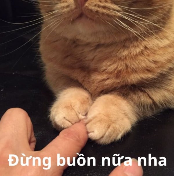 Hình Ảnh Mèo An Ủi Chế Vui
