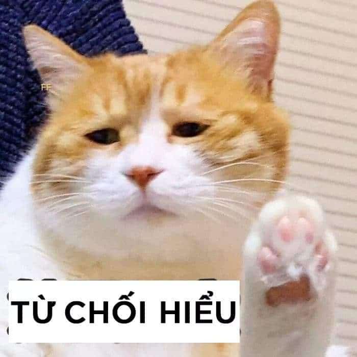 Hình Ảnh Mèo Bất Lực Cute