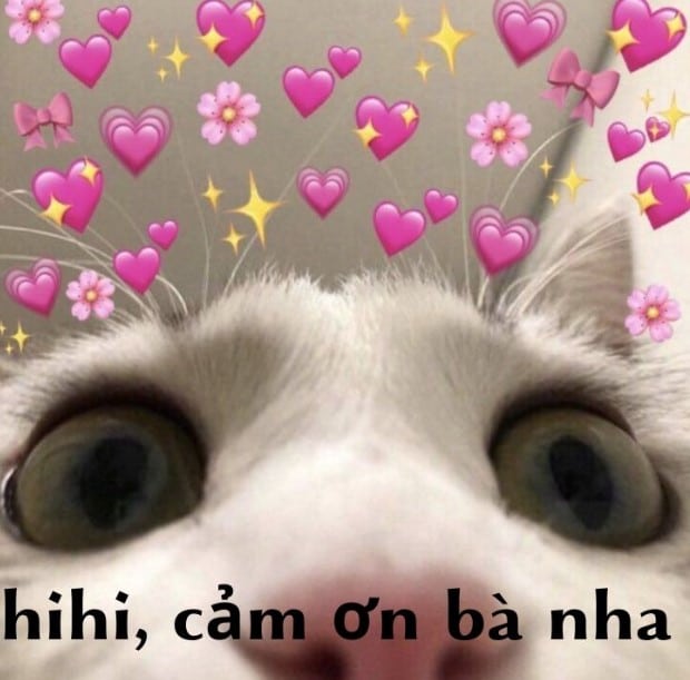 Hình Ảnh Mèo Cảm Ơn Chế Vui
