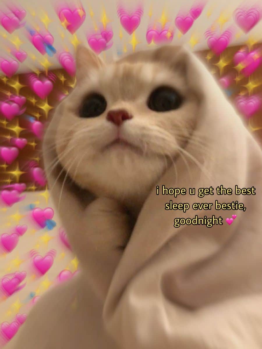 Hình Ảnh Mèo Cute Trái Tim