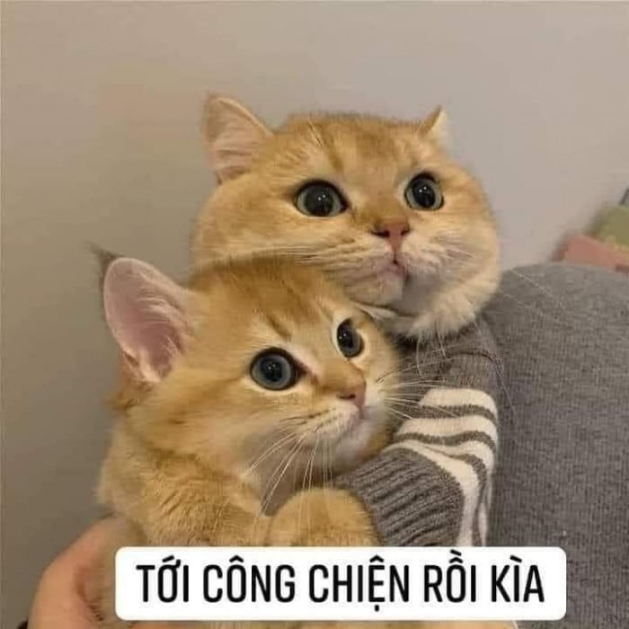 Hình Ảnh Mèo Ôm Nhau Cute Nhất