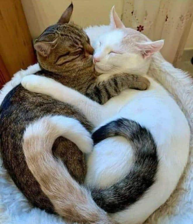 Hình Ảnh Mèo Ôm Nhau Cute