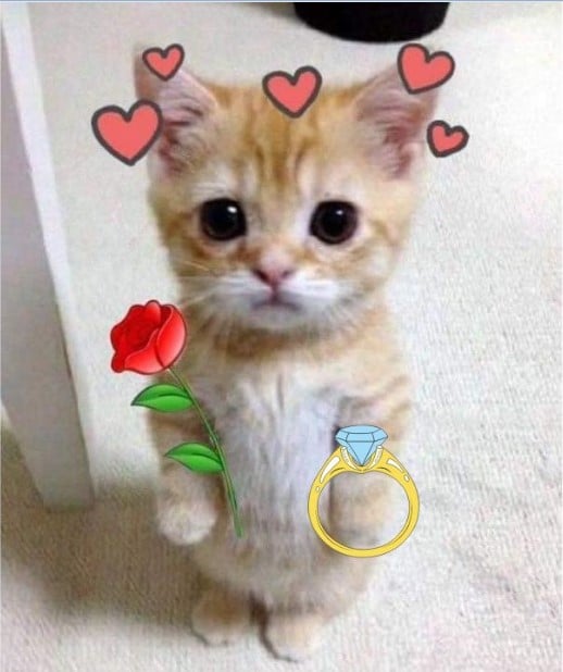 Hình Ảnh Mèo Tặng Nhẫn Đáng Yêu
