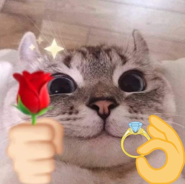 Hình Ảnh Mèo Tặng Nhẫn Vui
