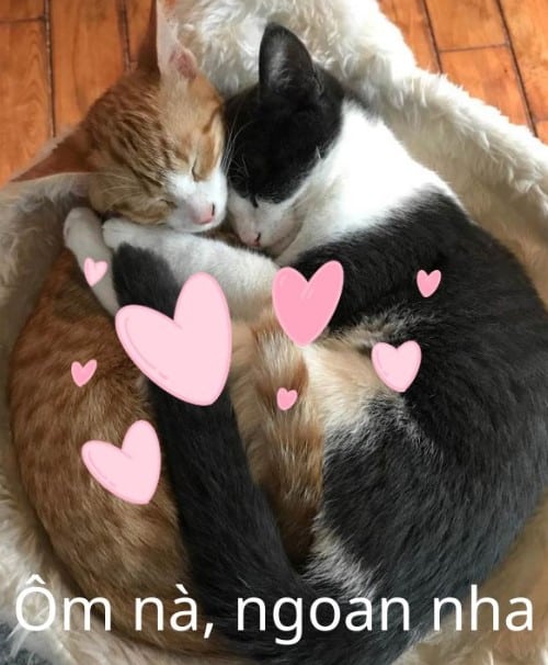 Hình Chế Chú Mèo An Ủi Vui, Dễ Thương