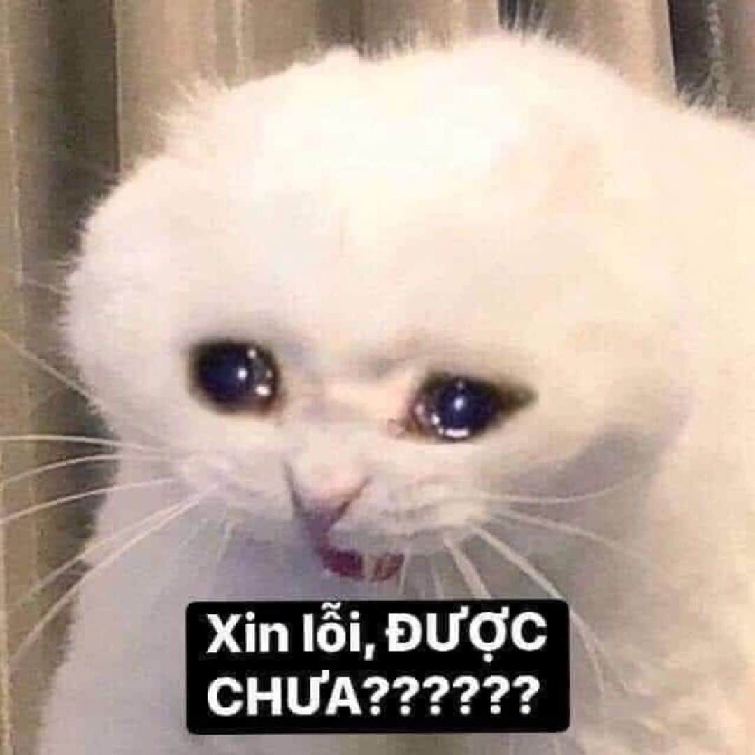 Hình Chế Con Mèo Xin Lỗi Vui