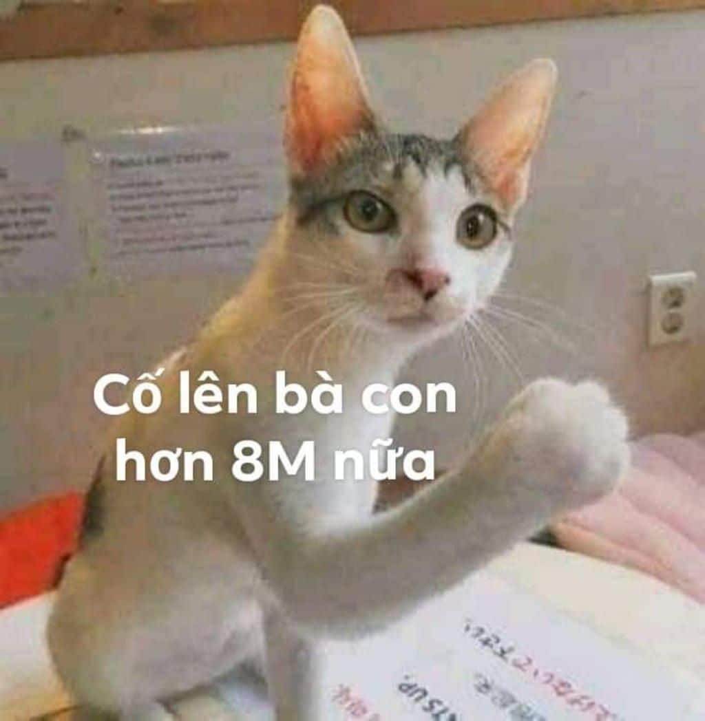 Hình Chế Mèo Cố Lên Hài Hước