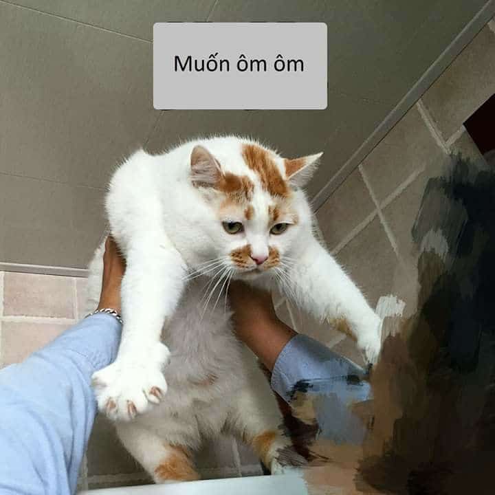 Hình Chế Mèo Ôm An Ủi