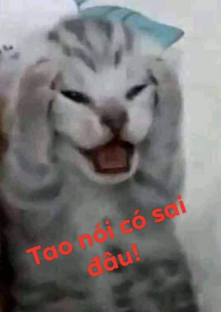 Hình Chế Mèo Ôm Đầu Cute