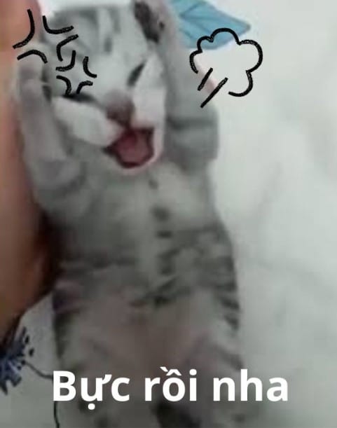 Hình Chế Mèo Ôm Đầu Hài