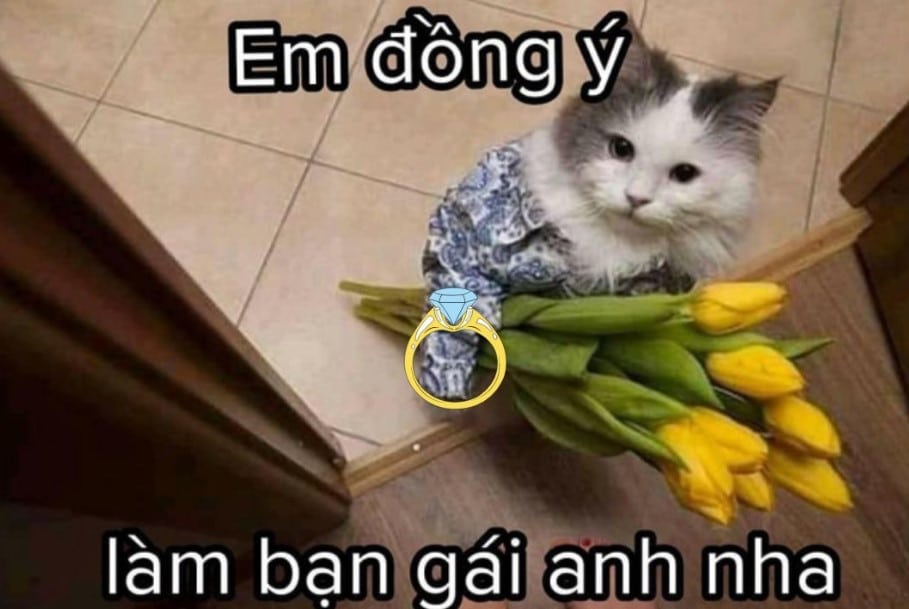 Hình Chế Mèo Tặng Nhẫn Cute Nhất