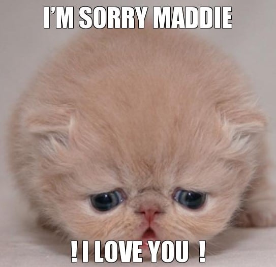 Hình Chế Mèo Xin Lỗi Người Yêu Cute