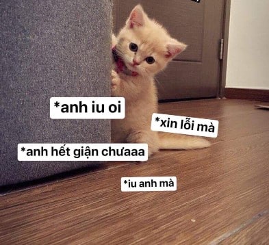 Hình Chế Mèo Xin Lỗi Người Yêu
