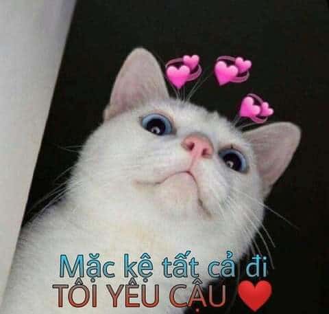 Hình Chú Mèo An Ủi Cute