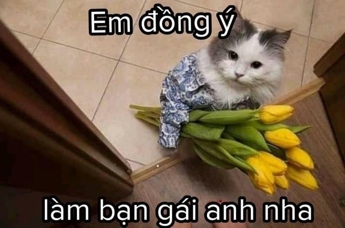 Hình Con Mèo Mắc Cười, Cute