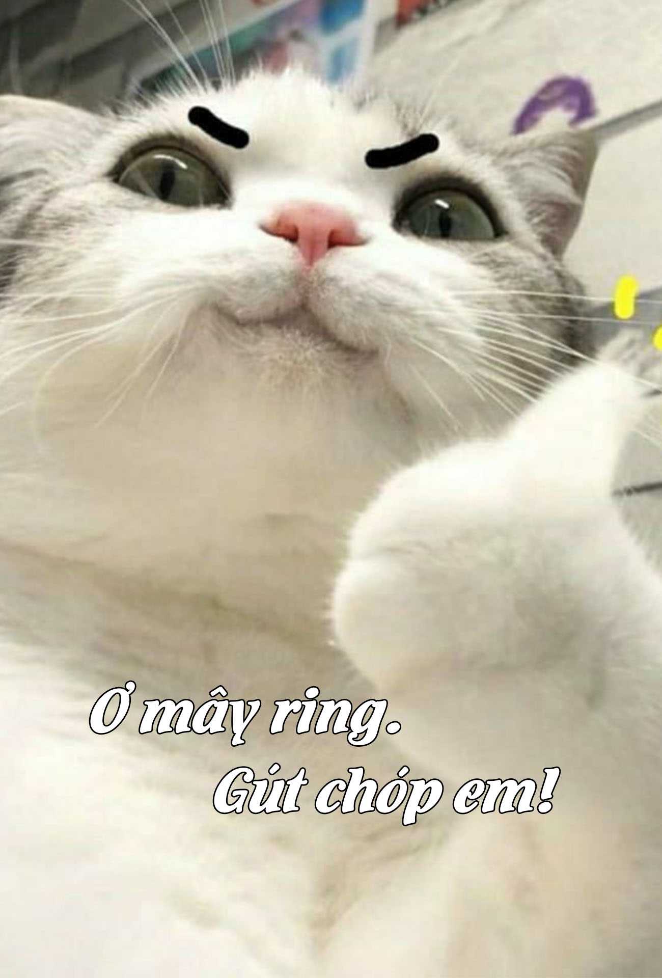 Hinh Meo Bua Cuc Cute