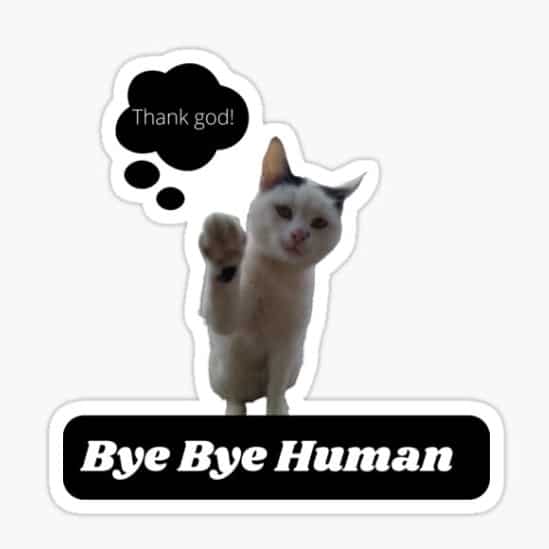 Hình Mèo Bye Chế Vui