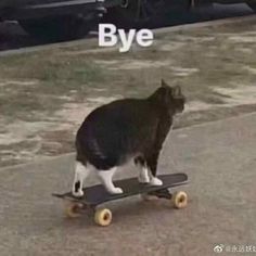 Hình Mèo Bye