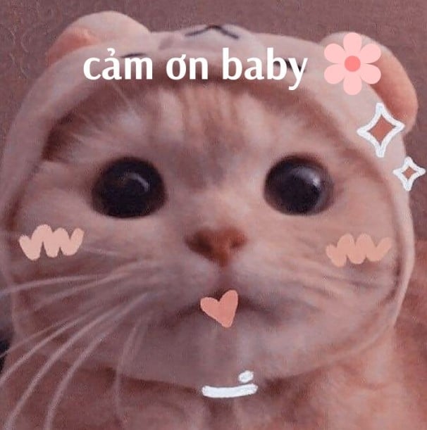 Hình Mèo Cảm Ơn Chế Vui
