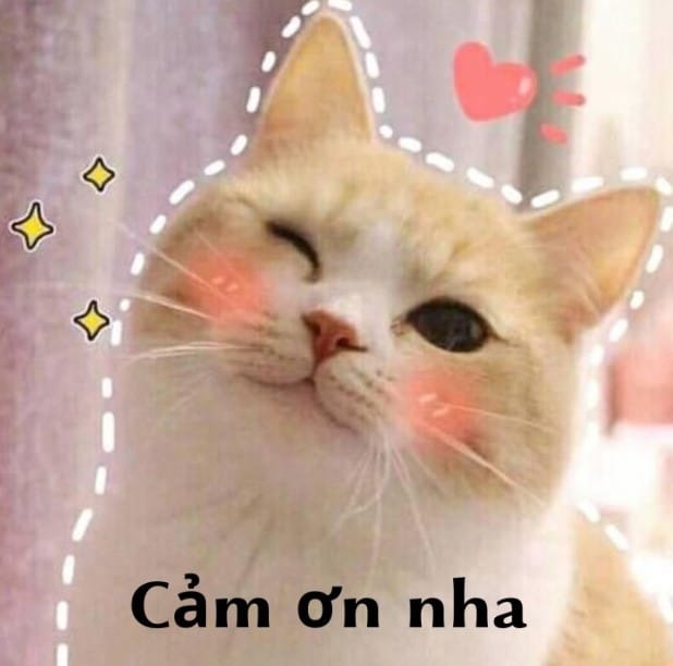 Hình Mèo Cảm Ơn Cute