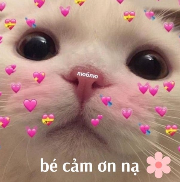 Hình Mèo Cảm Ơn Dễ Thương