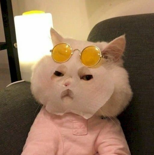Hình Mèo Hài Hước Cute