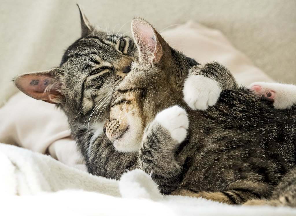 Hình Mèo Ôm Nhau Cực Cute