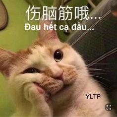 Hình Mèo Suy Tư Cute