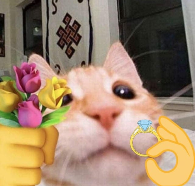 Hình Mèo Tặng Nhẫn Hài