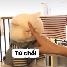 Hình Mèo Từ Chối