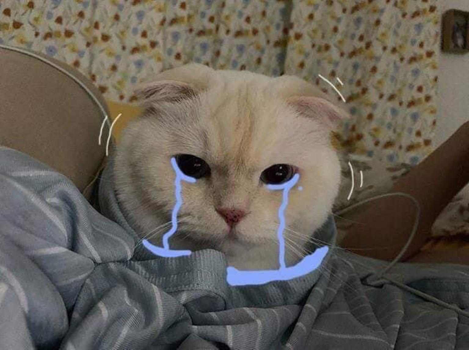 Hinh anh chu meo khoc dang yeu